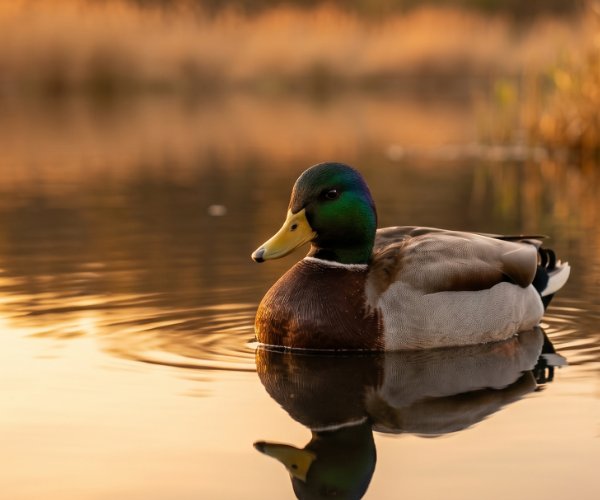 A calm duck on still water — placeholder in-body image.